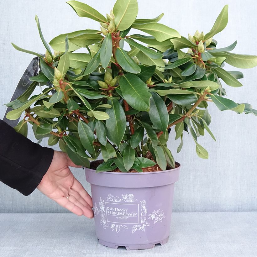 Rhododendron Inkarho Lila Dufthecke - Pot de 4L/5L Ejemplar entregado en invierno