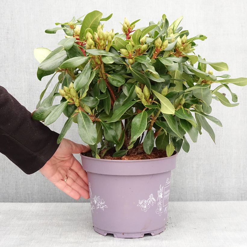 Rhododendron Inkarho Rosa Dufthecke - Pot de 4L/5L Ejemplar entregado en invierno