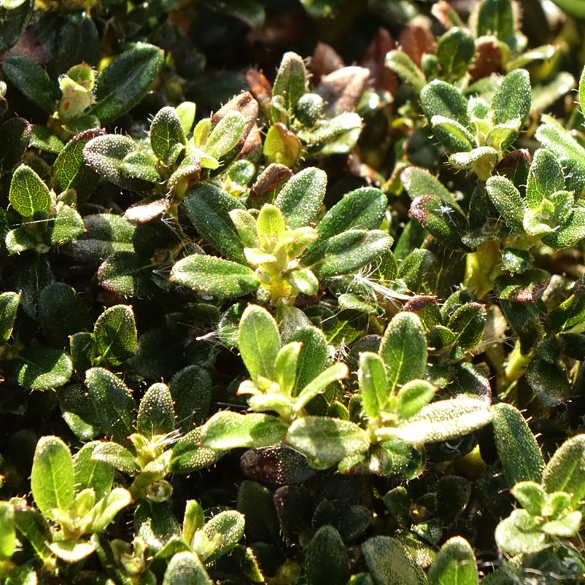 Rhododendron keleticum (Follaje)