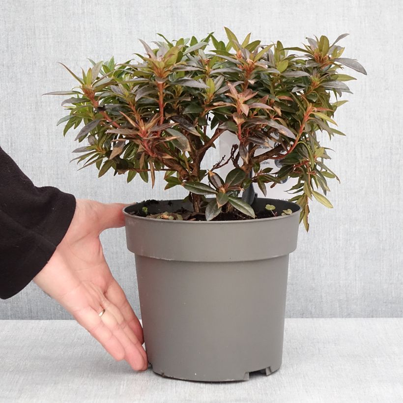 Rhododendron keleticum Robert Seleger - Rhododendron nain - Pot de 3L/4L Ejemplar entregado en invierno