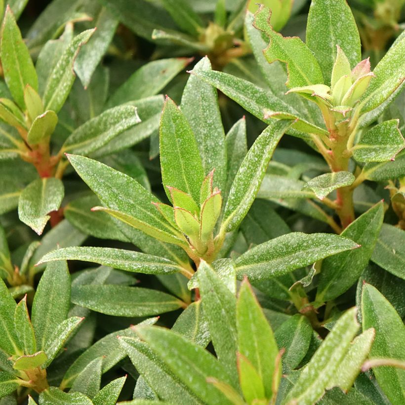 Rhododendron campylogynum var. myrtilloides Lilly Bell Pearl (Follaje)