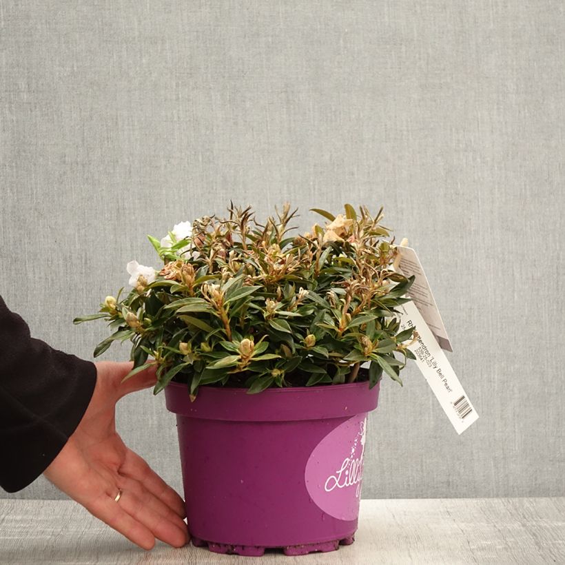 Rhododendron Lilly Bell Pearl - Rhododendron nain - Pot de 3L/4L Ejemplar entregado en la primavera