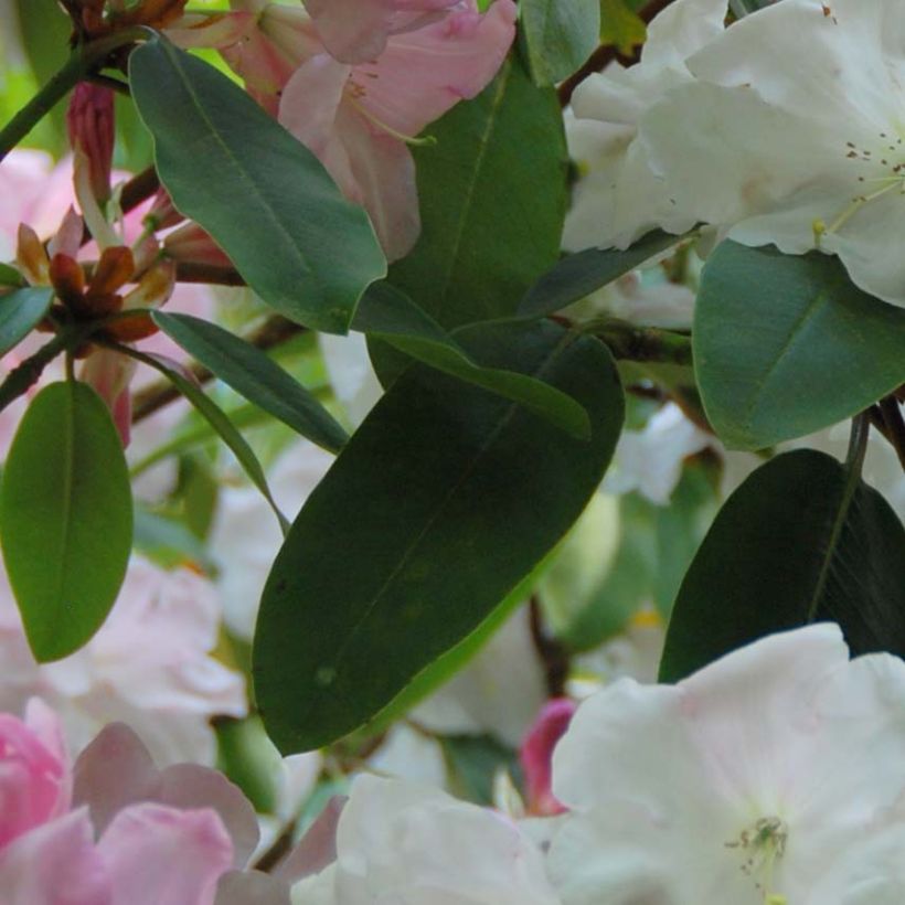 Rhododendron loderi King George (Follaje)