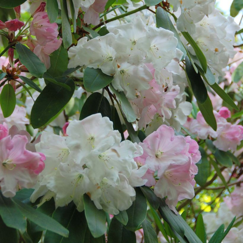 Rhododendron loderi King George (Floración)