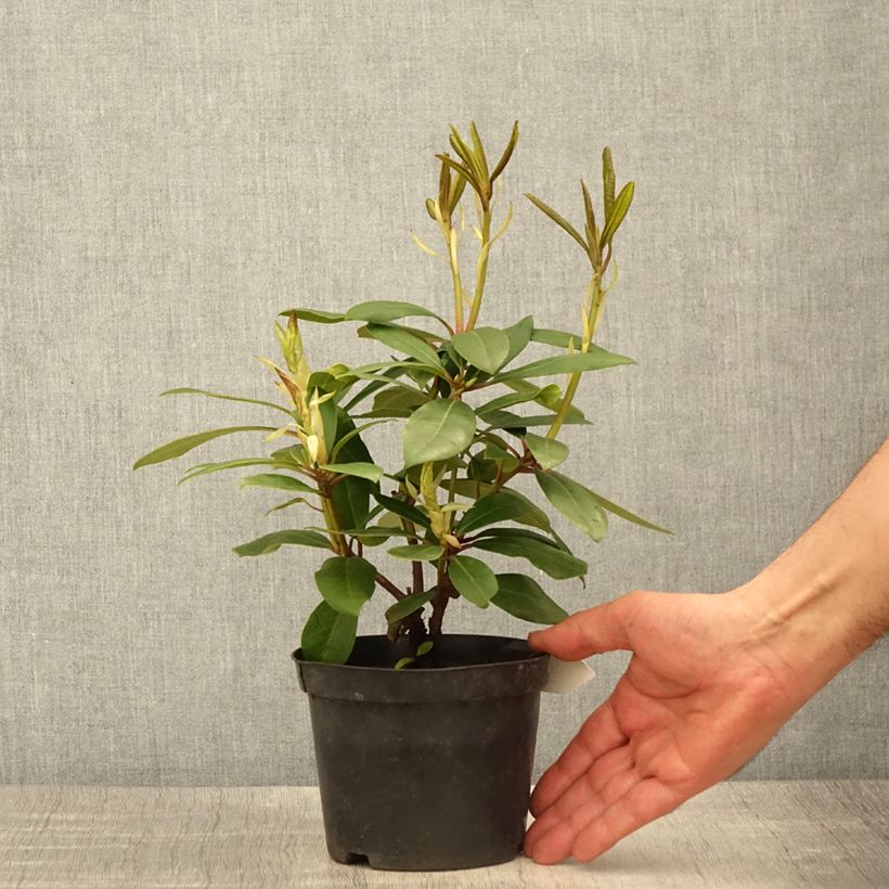 Rhododendron Marcel Ménard  - Pot de 13 cm Ejemplar entregado en la primavera