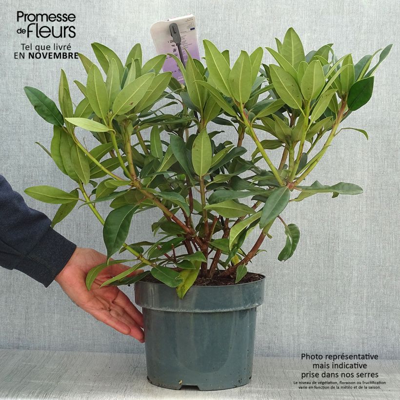 Ejemplar de Rhododendron Marie Forte (Madame Fortier) - Grand Rhododendron Pot de 4L/5L entregado en otoño