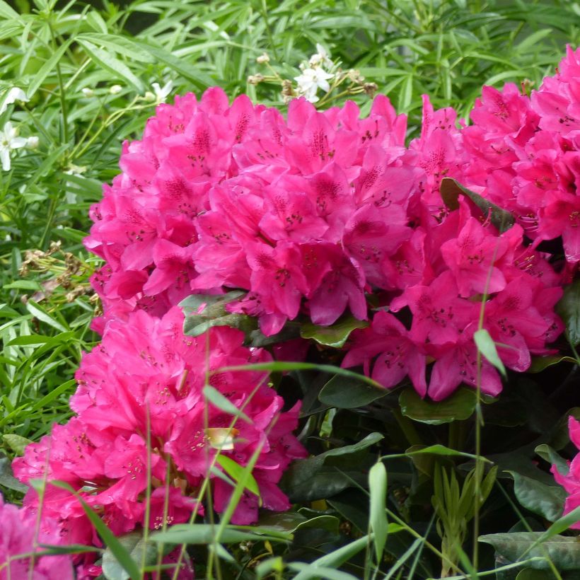 Rhododendron Marie Forte (Floración)