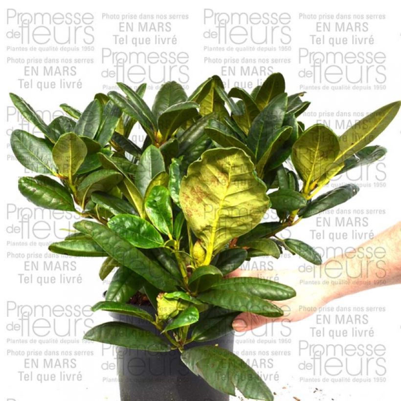 Ejemplo de ejemplar de Rhododendron Melrose Flash - Rododendro en macetas de 4L./5L. tal y como se entrega