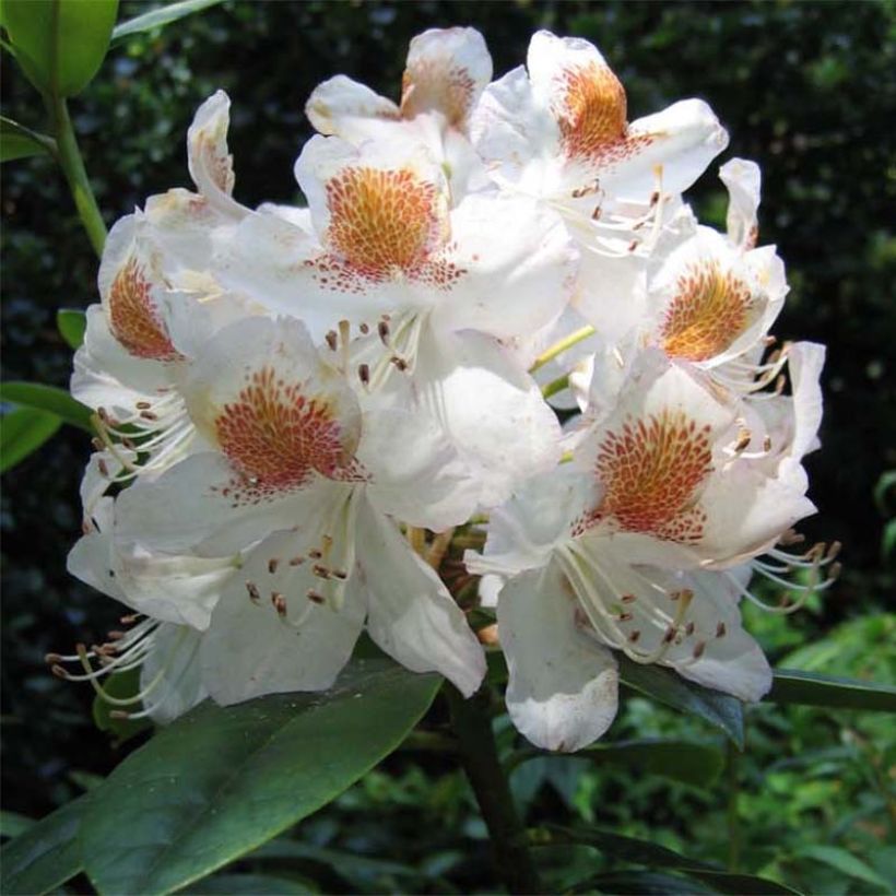 Rhododendron Mrs T.h.lowinsky (Floración)