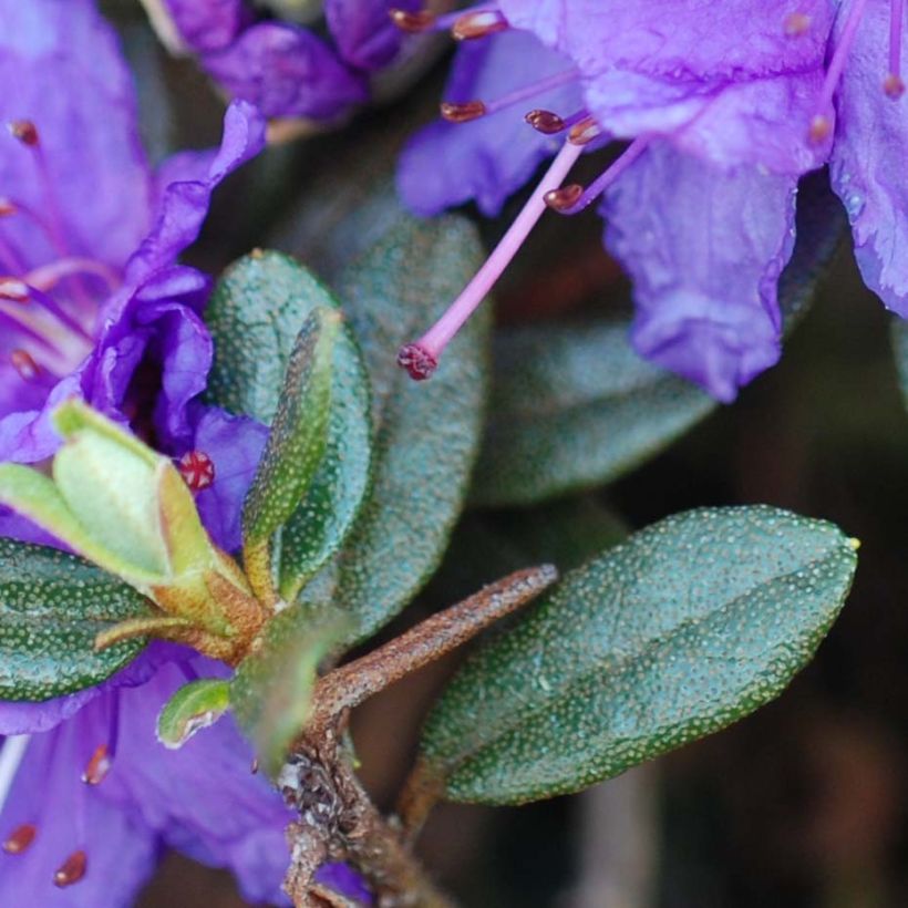 Rhododendron Azurika (Follaje)