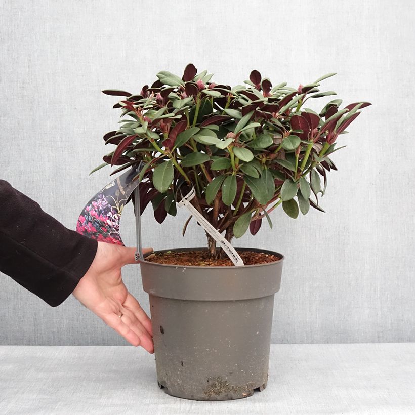 Rhododendron neriiflorum Burletta - Pot de 6L/7L Ejemplar entregado en invierno