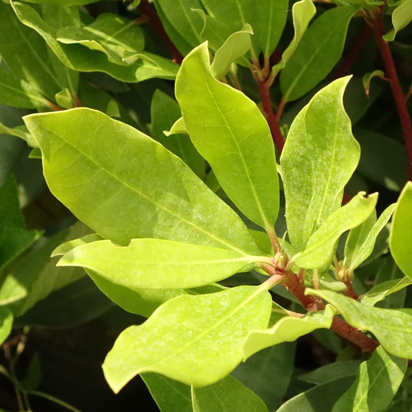 Rhododendron ponticum Roseum (Follaje)