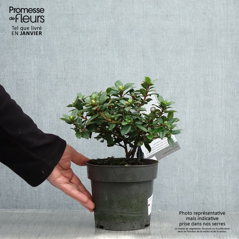 Rhododendron Princess Anne - Rhododendron nain Pot de 2L Ejemplar entregado en invierno