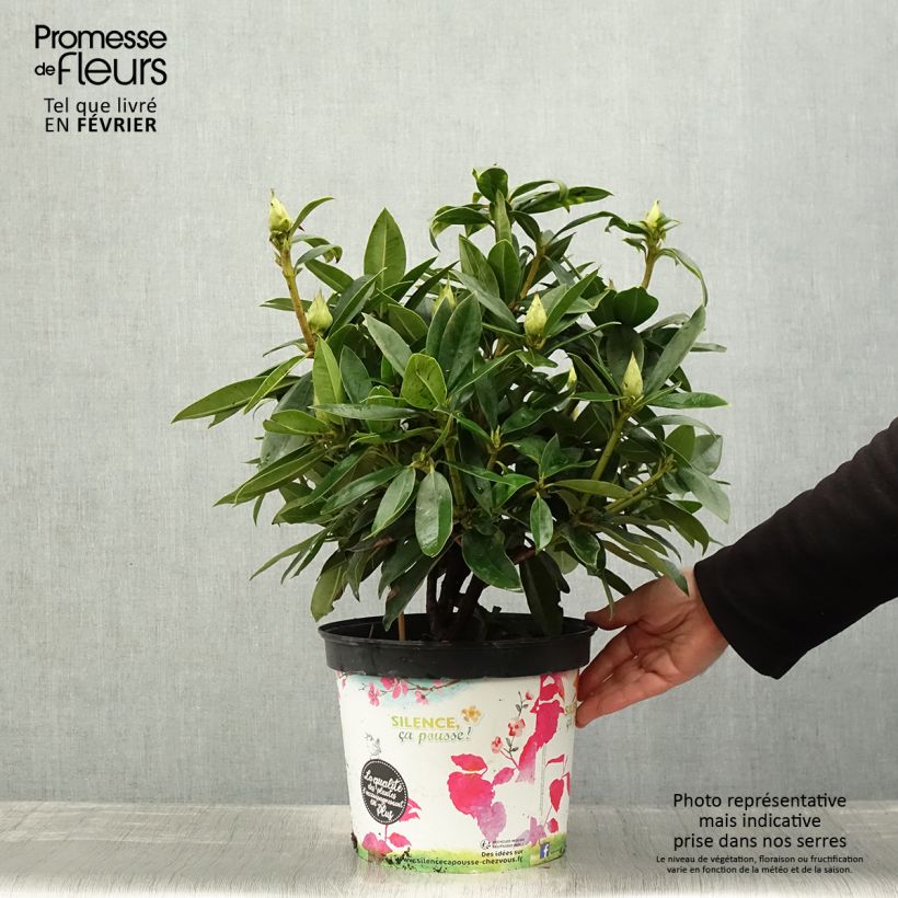 Rhododendron Red Eye Pot de 4L/5L Ejemplar entregado en invierno