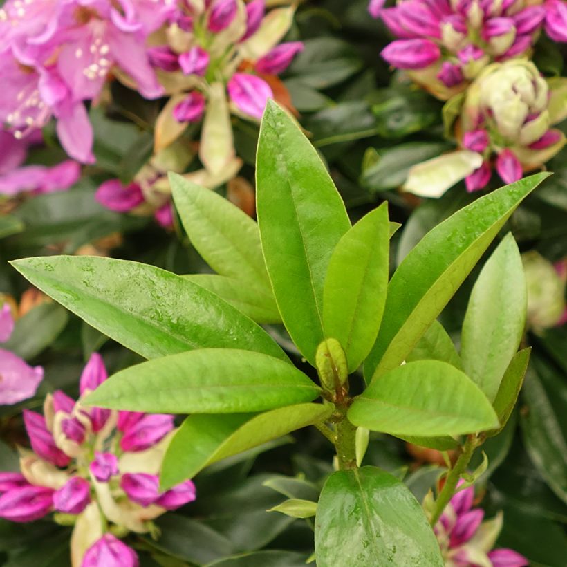 Rhododendron Red Eye (Follaje)