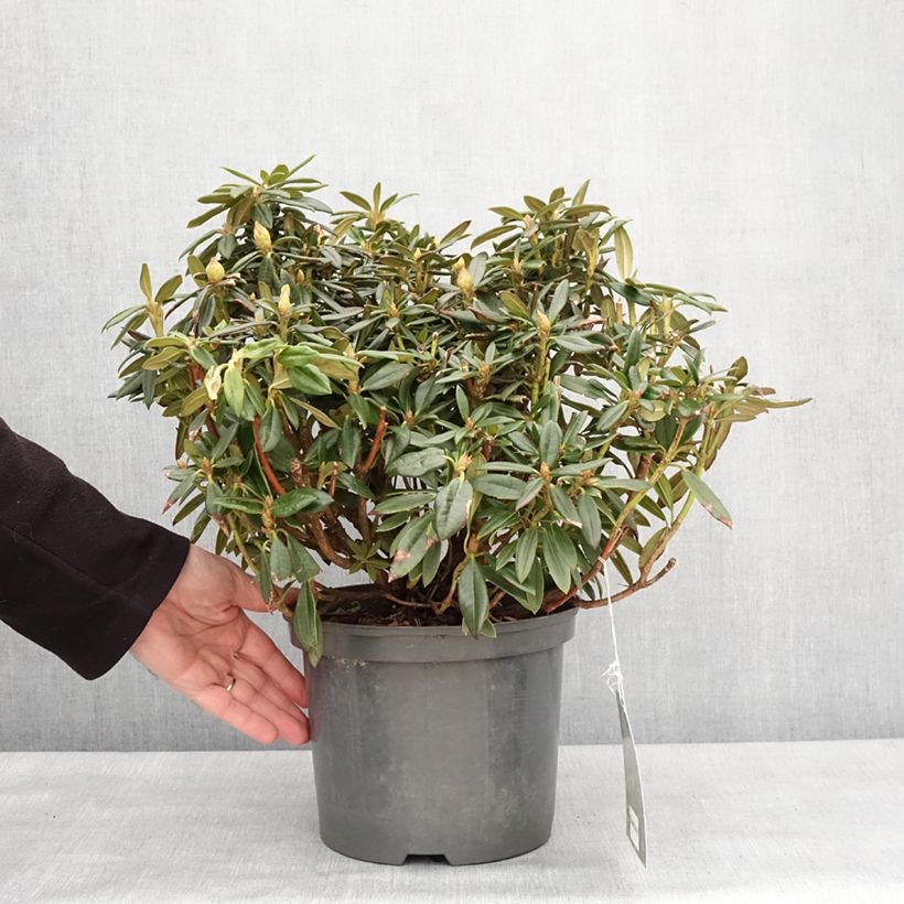 Rhododendron roxieanum Blewbury - Rhododendron nain - Pot de 4L/5L Ejemplar entregado en invierno