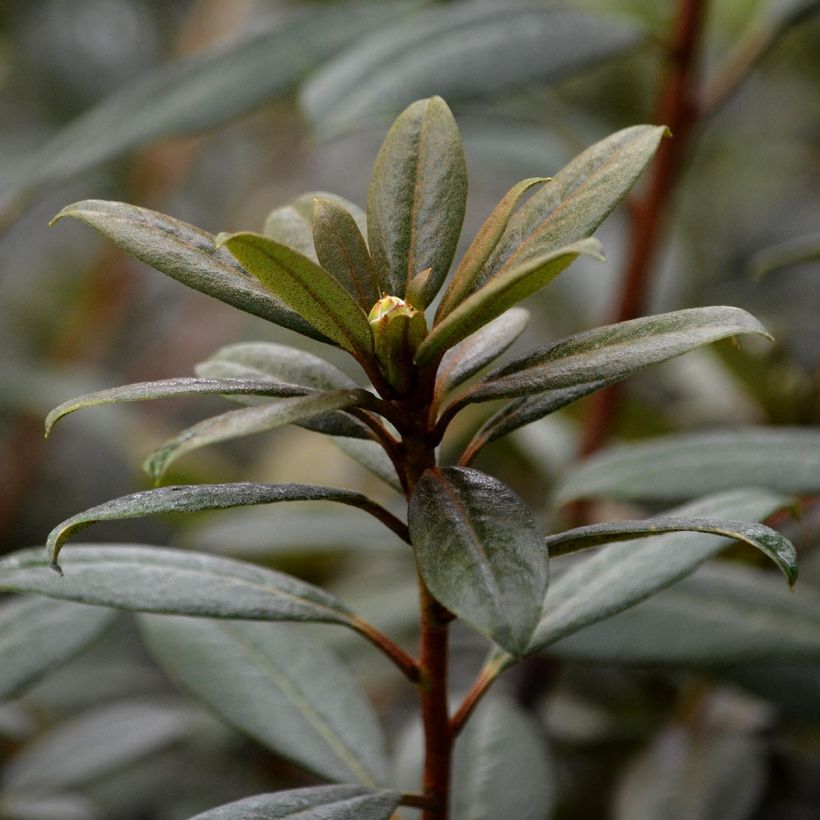 Rhododendron Saffron Queen (Follaje)