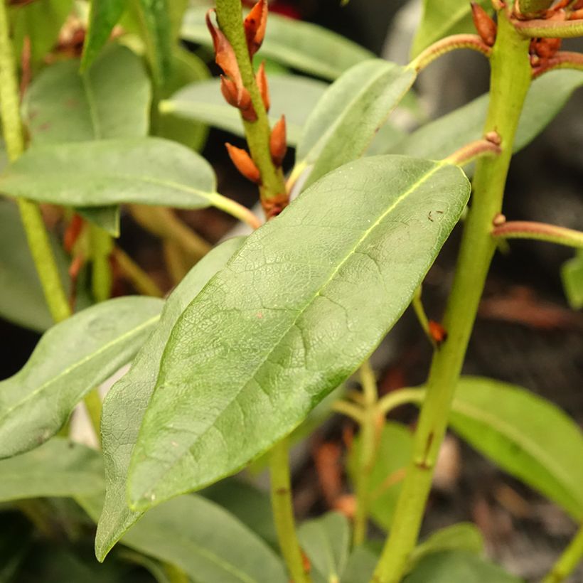 Rhododendron Sappho (Follaje)