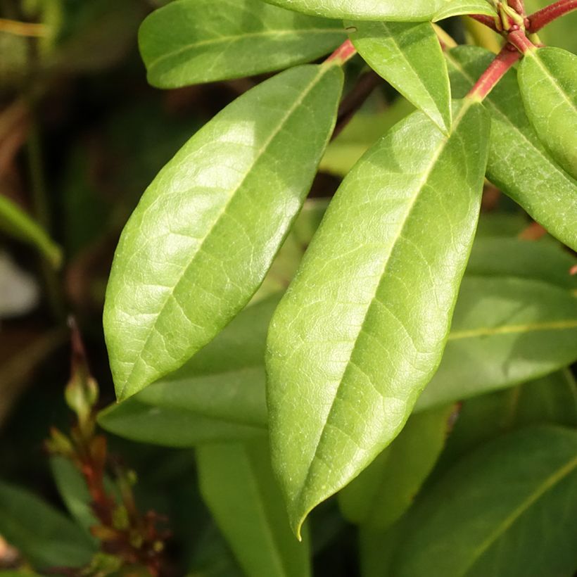 Rhododendron Sappho (Follaje)