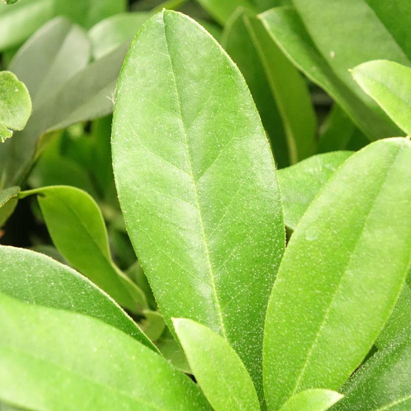 Rhododendron Scyphocalyx (Follaje)