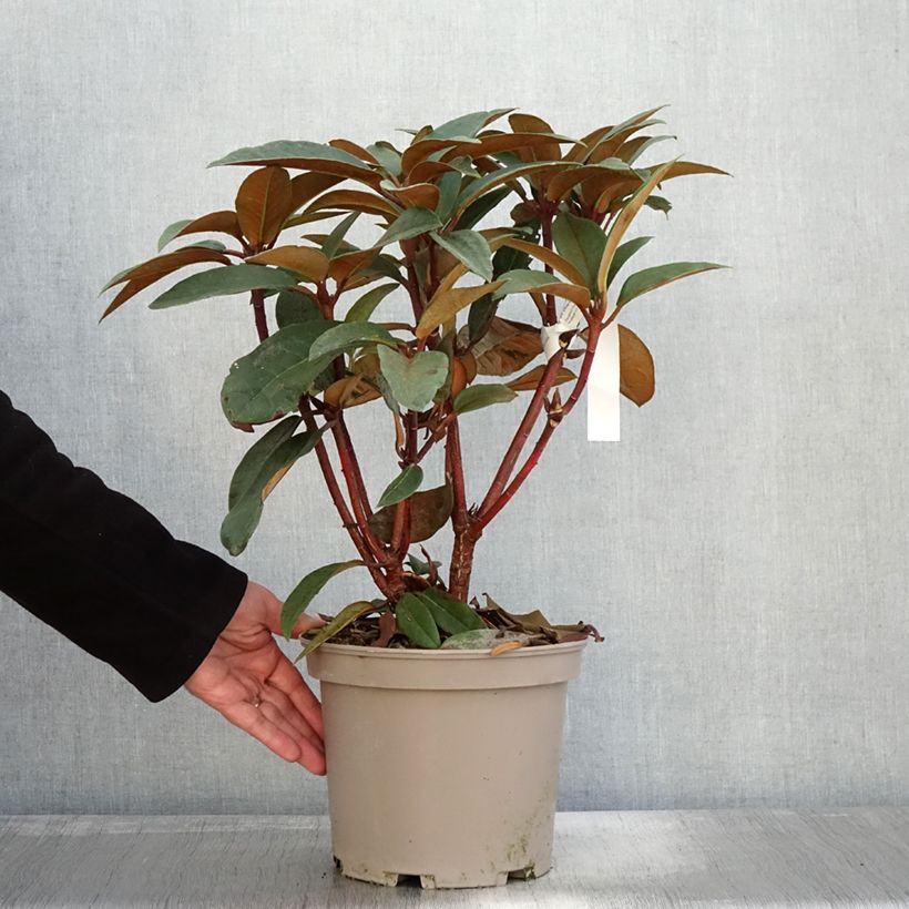 Ejemplar de Rhododendron Sir Charles Lemon - Grand rhododendron. Pot de 4L/5L entregado en otoño