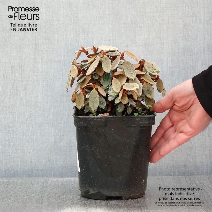 Rhododendron tsariense - rhododendron botanique Pot de 3L/4L Ejemplar entregado en invierno