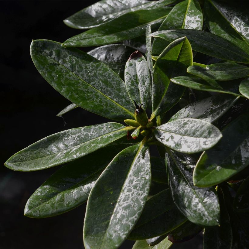 Rhododendron Unique Marmalade (Follaje)