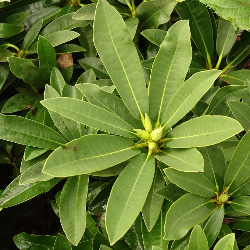 Rhododendron Wilgen's Ruby (Follaje)