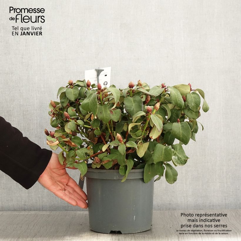 Rhododendron williamsianum Gartendirektor Glocker - Pot de 4L/5L Ejemplar entregado en invierno