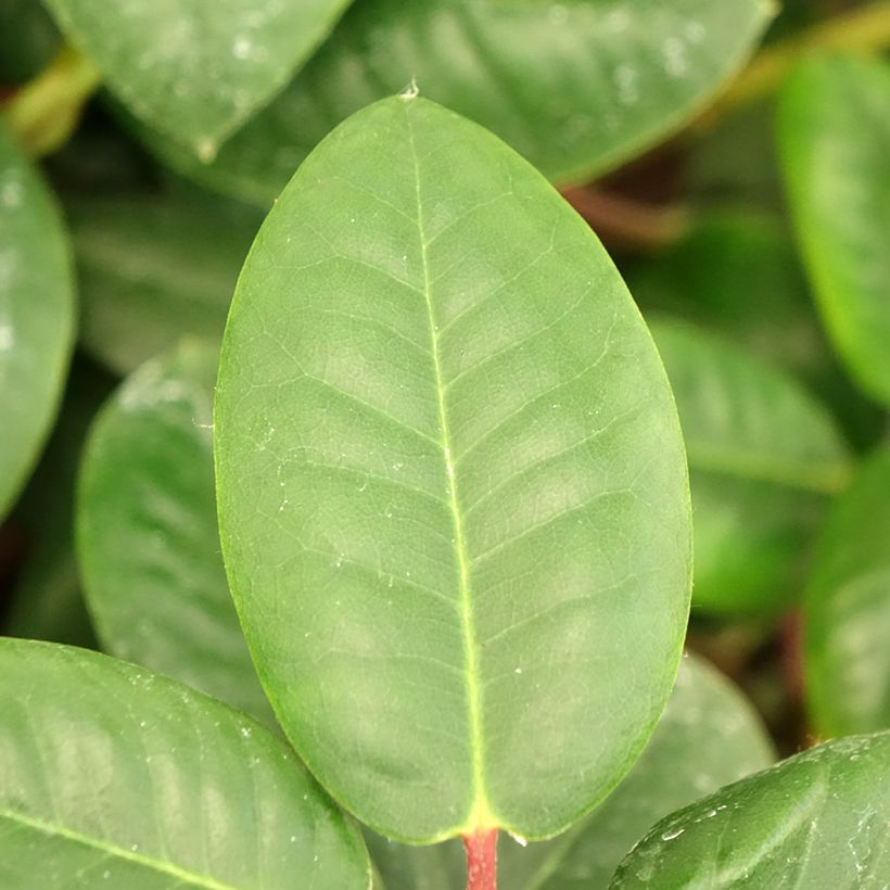 Rhododendron williamsianum Gartendirektor Rieger (Follaje)