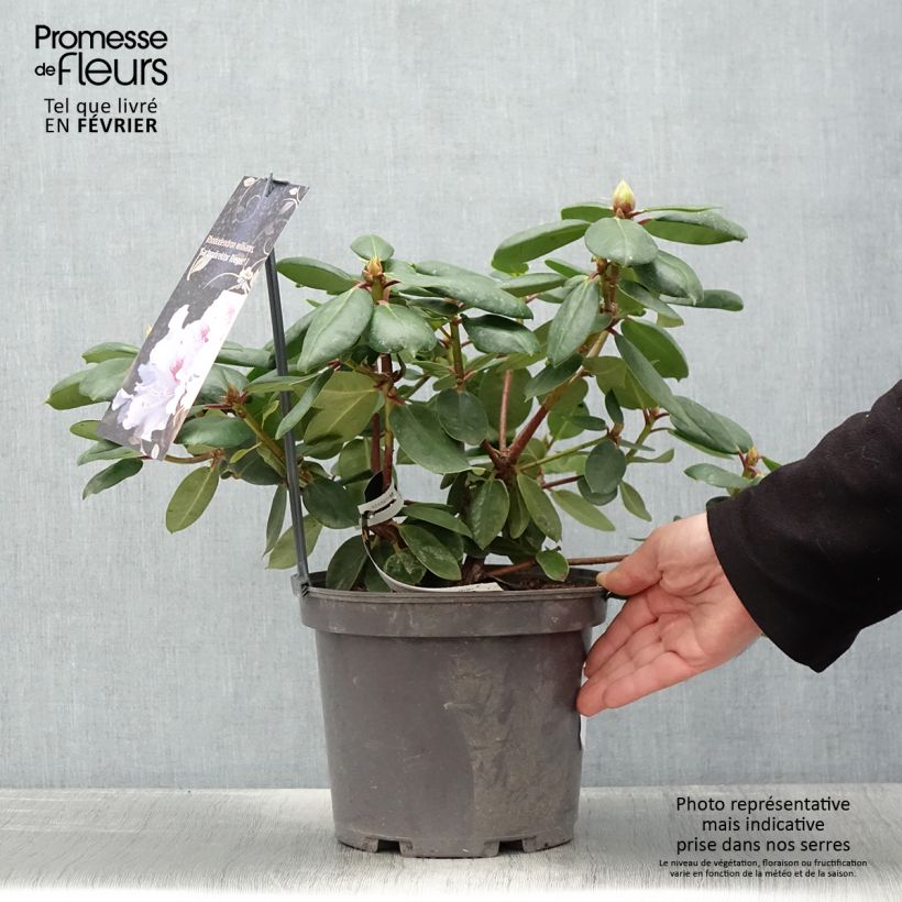 Rhododendron williamsianum Gartendirektor Rieger - Pot de 4L/5L Ejemplar entregado en invierno