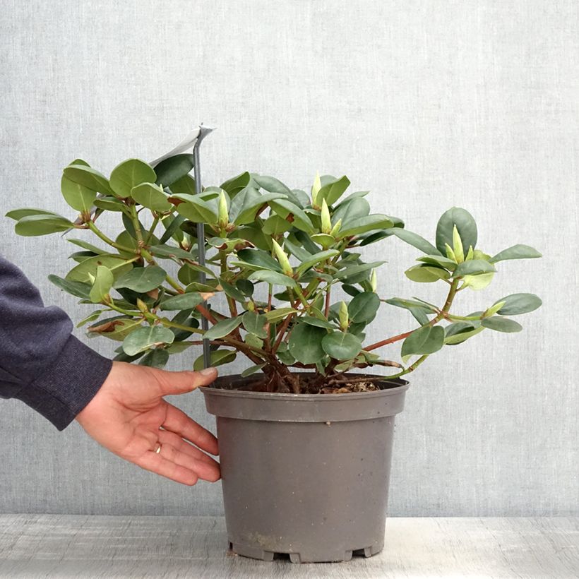 Rhododendron williamsianum Gartendirektor Rieger - Pot de 4L/5L Ejemplar entregado en la primavera