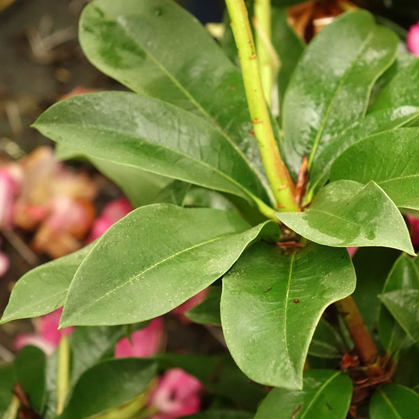 Rhododendron XXL (Follaje)