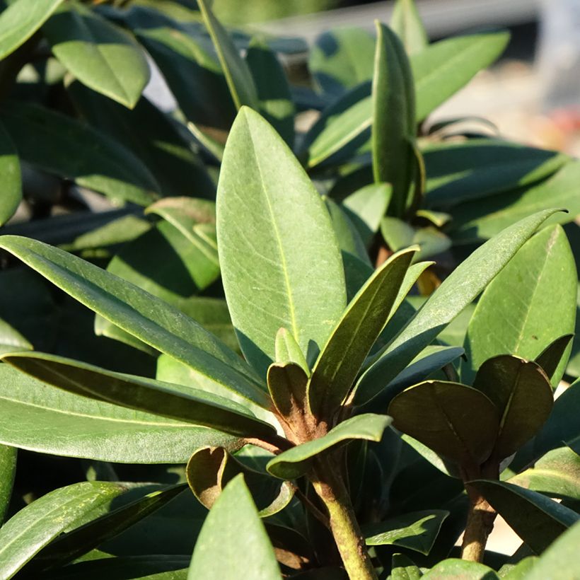 Rhododendron yakushimanum Anuschka (Follaje)