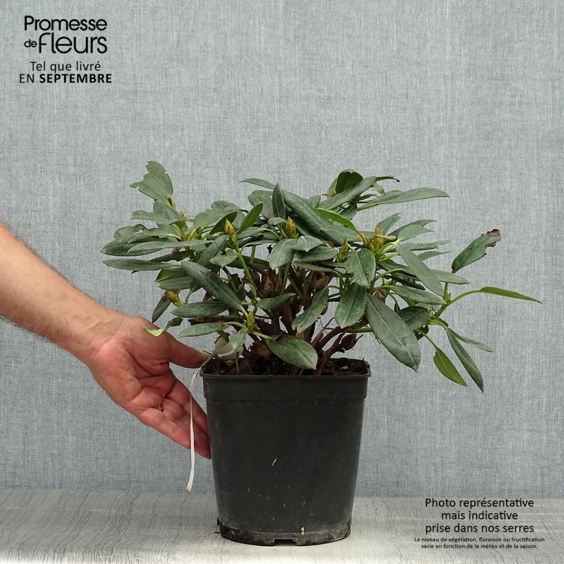 Ejemplar de Rhododendron yakushimanum Barbarella - Rhododendron nain Pot de 4L entregado en otoño