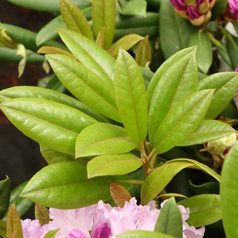 Rhododendron yakushimanum Caroline Allbrook (Follaje)