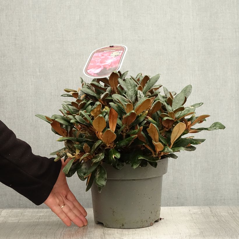 Ejemplar de Rhododendron yakushimanum Debbie Dane - Rhododendron nain - Pot de 4L/5L entregado en otoño