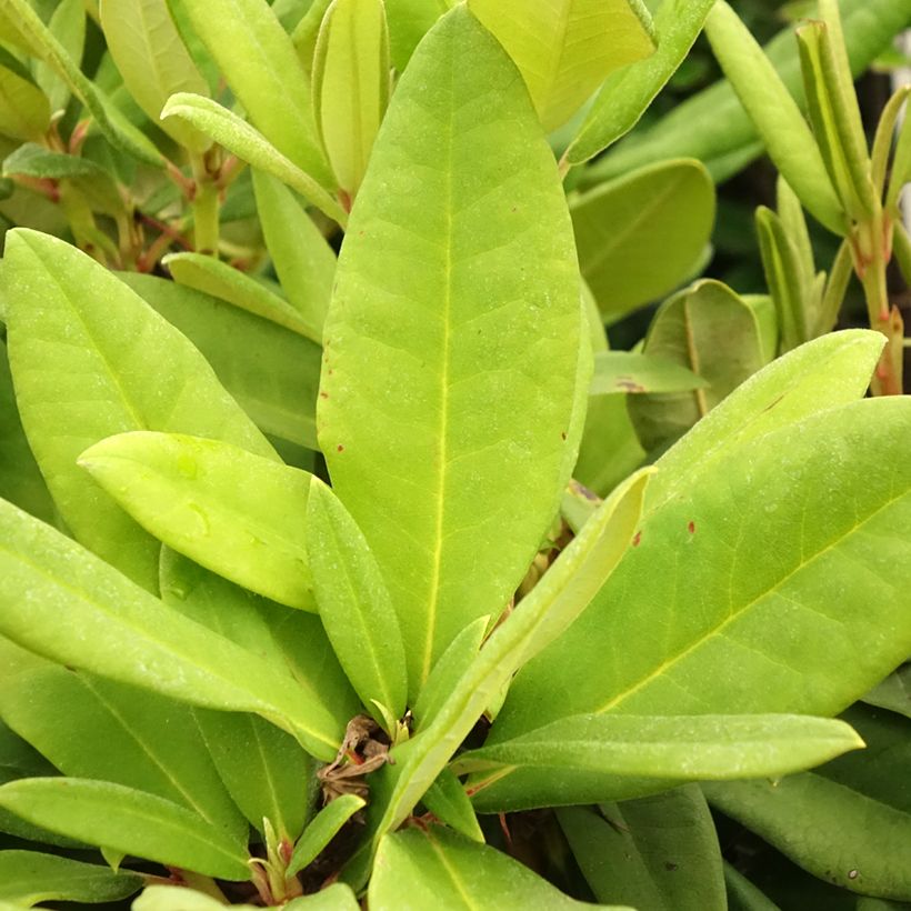 Rhododendron yakushimanum Dopey (Follaje)