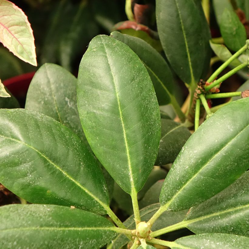 Rhododendron yakushimanum Easydendron Bohlken's Laura (Follaje)