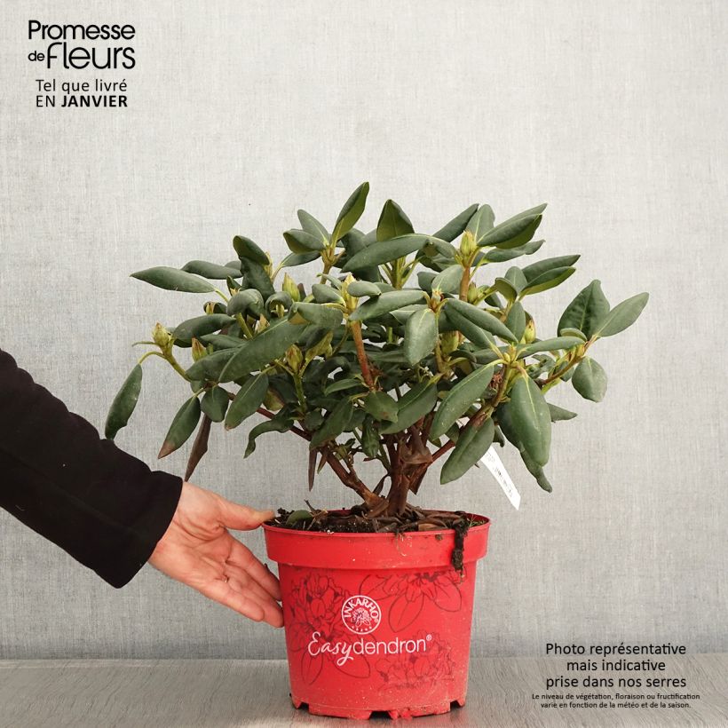 Rhododendron yakushimanum Easydendron Bohlken's Laura - Pot de 4L/5L Ejemplar entregado en invierno