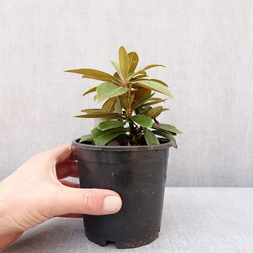 Rhododendron yakushimanum Morgenrot - Rhododendron nain - Pot de 13 cm Ejemplar entregado en invierno