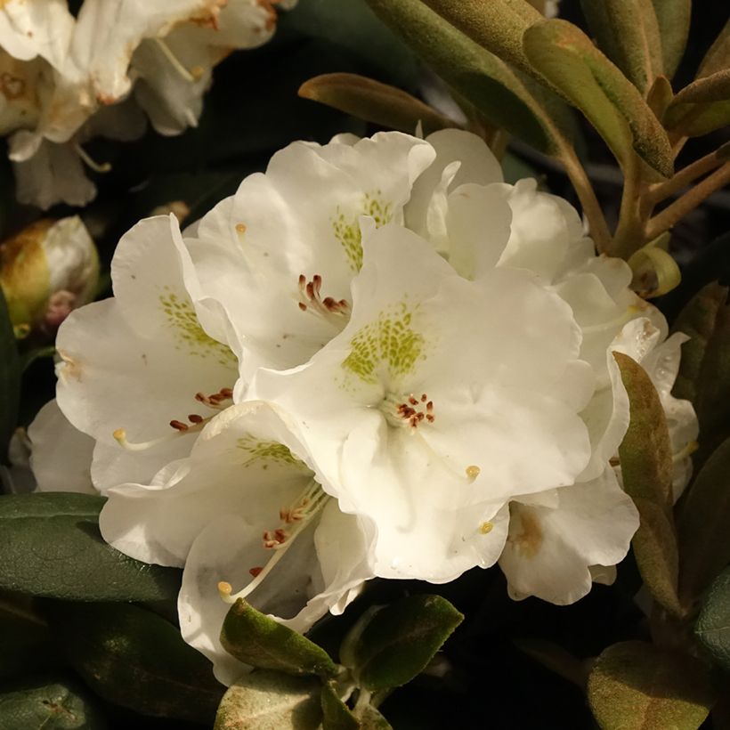 Rhododendron yakushimanum Porzellan (Floración)