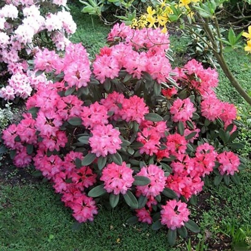 Rhododendron yakushimanum Sneezy (Porte)