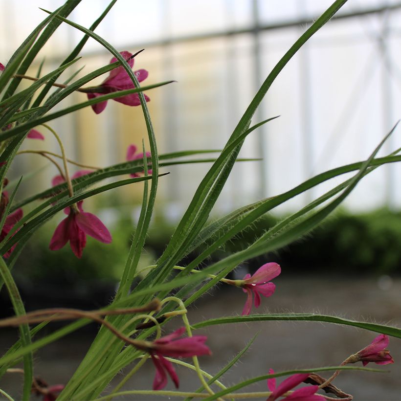 Rhodohypoxis Beverly (Follaje)