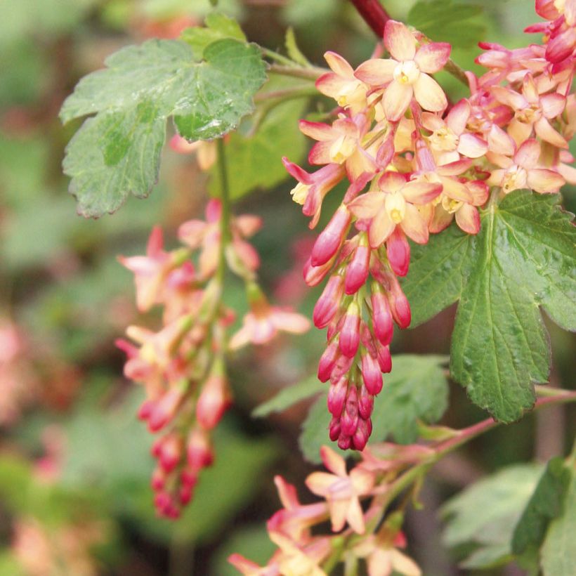 Ribes gordonianum - Grosella dorada (Floración)