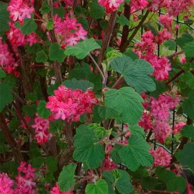 Ribes sanguineum Red Bross - Grosellero de invierno (Follaje)