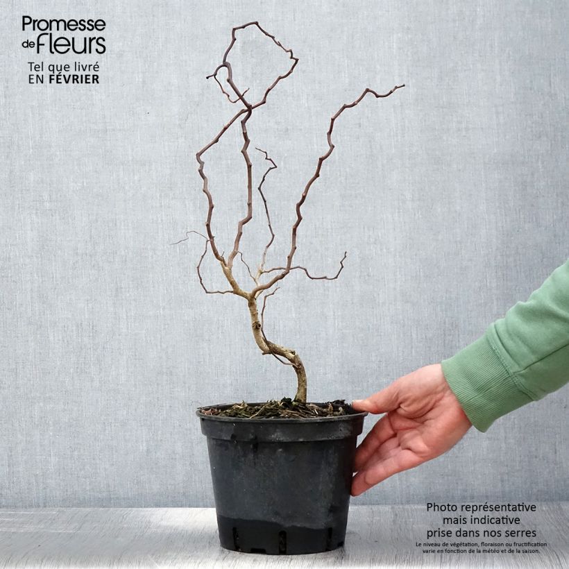 Robinia pseudoacacia Twisty Baby - Acacia nain tortueux Pot de 3L/4L Ejemplar entregado en invierno