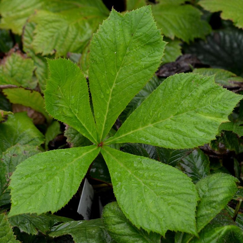 Rodgersia aesculifolia (Follaje)