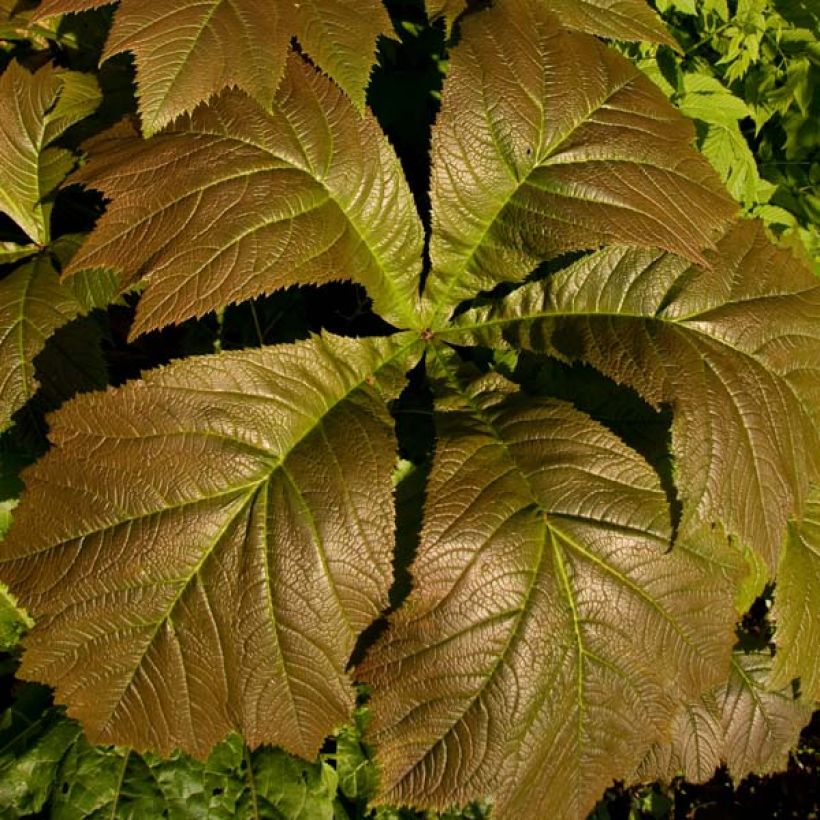 Rodgersia aesculifolia Irish Bronze (Follaje)