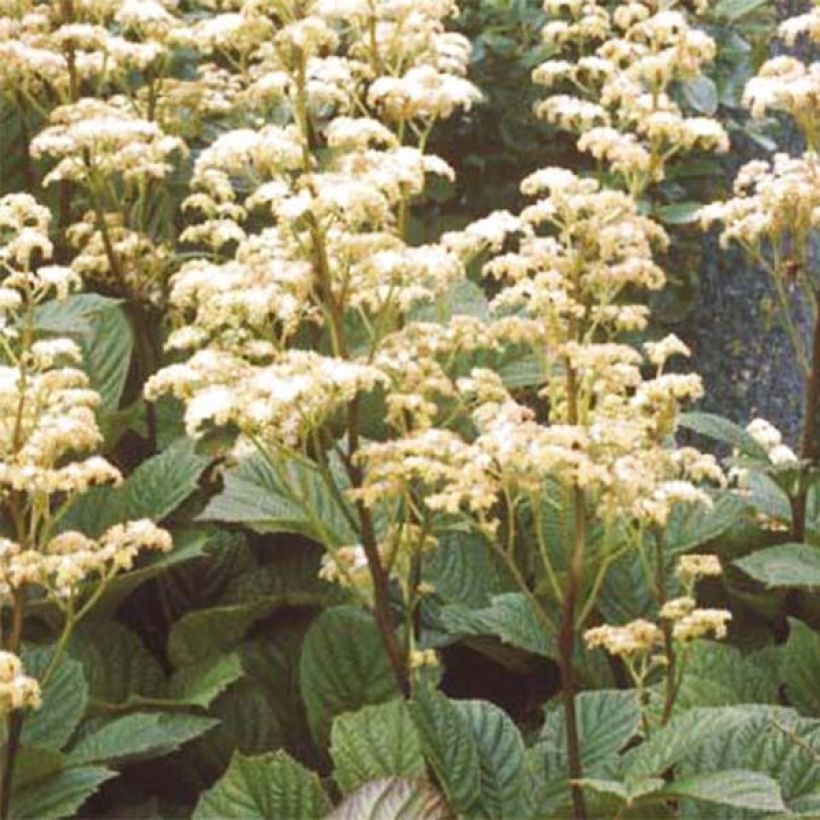 Rodgersia aesculifolia Irish Bronze (Floración)